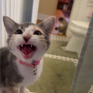 Meet your Posher, Isabella